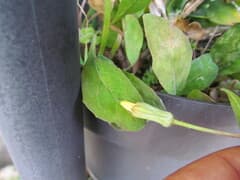 Ethereal Plant (Aetheorhiza)