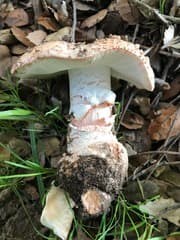 None (Amanita novinupta)