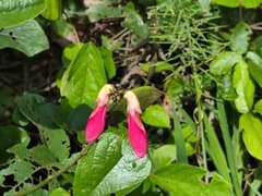 Rose Butterfly Pea (Cymbosema roseum)