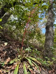 Mexican Lily (Beschorneria)