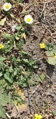 Wall Rocket (Diplotaxis muralis)