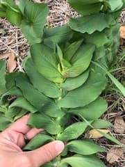 Round-leaved Hare's Ear (Bupleurum rotundifolium)