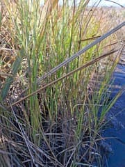 Caldwell's Club-rush (Bolboschoenus caldwellii)
