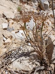 Decaisne's Onion (Allium decaisnei)