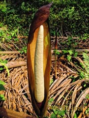 Wild Calla (Anchomanes difformis)