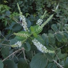 Sweet Almond Verbena (Aloysia virgata)