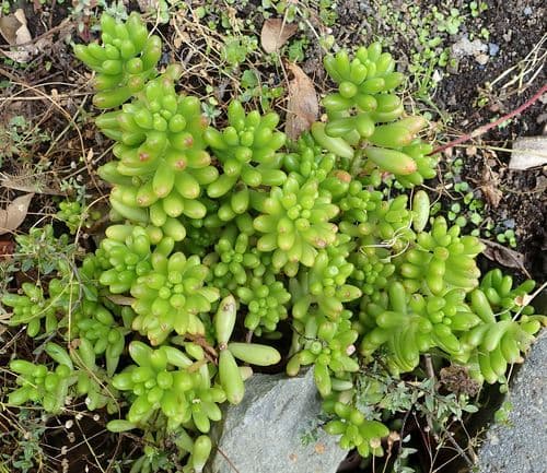 Jelly Bean Plant (Sedum rubrotinctum)