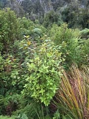 Lemonwood (Ascarina)