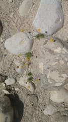Desert alyssum (Aaronsohnia)