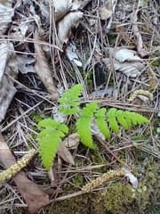 Carpogymnia dryopteris (Carpogymnia dryopteris)