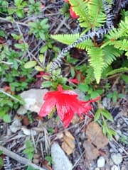 Nakahara's Rhododendron (Rhododendron nakaharae)