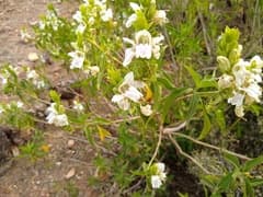 Malabar nut (Adatoda)