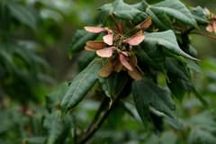 Tutcher's Maple (Acer tutcheri)