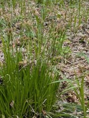 Shady Sedge (Carex umbrosa)
