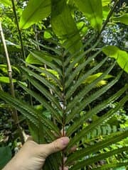 Banks' Plenasium (Plenasium banksiifolium)