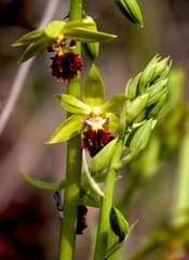 Three-ridged Calanthe (Calanthe tricarinata)