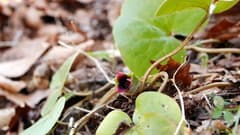 European Wild Ginger (Asarum europaeum)