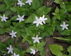 Aphaenandra uniflora (Aphaenandra uniflora)