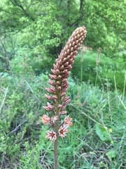 Foxtail Lily (Eremurus)