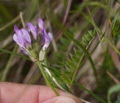 Purple Milk-vetch (Astragalus danicus)
