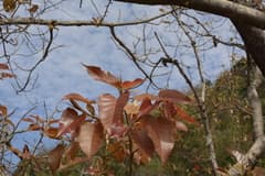 Ficus benghalensis var. krishnae (Ficus arnottiana)