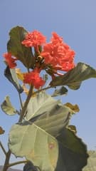 Scarlet Cordia (Cordia dodecandra)