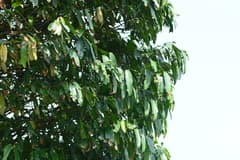 Garcinia (Xanthochymus)
