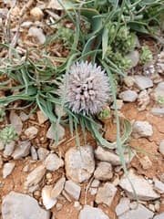 Lebanese garlic (Allium libani)