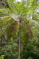 Delgadii Tree Fern (Cyathea delgadii)