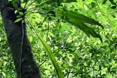 Deer's foot fern (Niphidium)