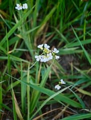 Rock Cress (Cardaminopsis)