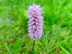 Common Bistort (Bistorta officinalis)