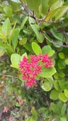 Ticoma (Forsteronia)