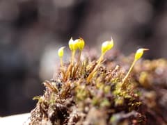 Arctic moss (Arctoa)