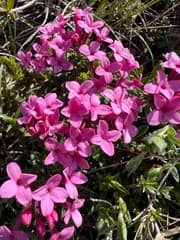 Bastard Daphne (Thymelaea)