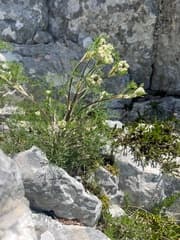Turbith (Athamanta turbith)