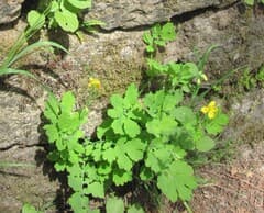 Greater Celandine (Chelidonium haematodes)