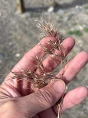 Cheatgrass (Bromus tectorum)