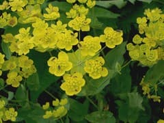 Thoroughwort Golden Fern (Bupleurum aureum)