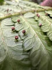 Baby's Tears (Eupodium)