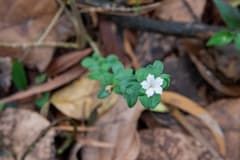Snow rose (Serissa)