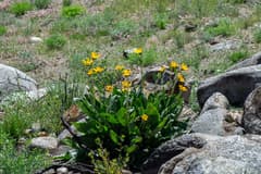 Oxeye (Buphthalmum)