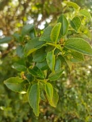 Cupani's cherry (Prunus cupaniana)