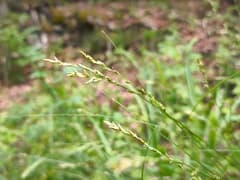 Greater Tussock Sedge (Carex paniculata)