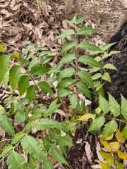 Neem (Azadirachta indica)