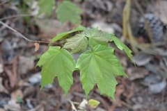 Mexican snakebark maple (Acer skutchii)