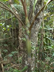 Kentia Palm (Actinokentia)