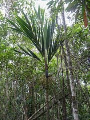 False aralia (Basselinia)