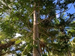 Pacific Kauri (Agathis macrophylla)