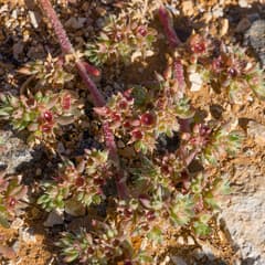 Desert Horse Purslane (Trianthema triquetra)